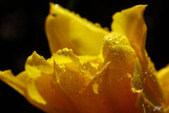 F313 Yellow Tulip, Roozengaarde Garden, Washington print