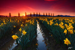 F317 Sunrise in the Daffodils, Skagit Valley, Washington  print