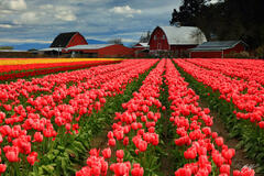 F318 Tulips and Red Barn, Skagit Valley, Washington print
