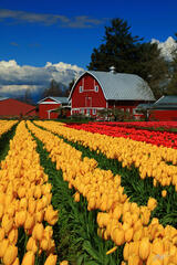 F319 Tulips and Red Barn, Skagit Valley, Washington print