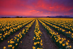 F321 Sunset in the Daffodils, Skagit Valley, Washington print