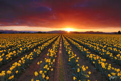 F323 Sunrise in the Daffodils, Skagit Valley, Washington print