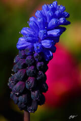 F330 Hyacinth, Roozengaarde Garden, Washington print
