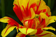 F336 Tulip and Raindrops, Roozengaarde Garden, Washington print