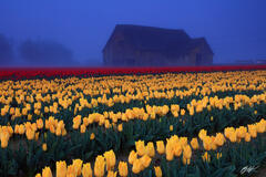 F354 Foggy Barn in Tulips, Skagit Valley, Washington print
