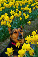 Shyla Dog and Daffodils, Skagit Valley, Washington print