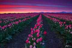 F368 Sunset Tulip Fields, Skagit Valley, Washington  print