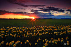 F381 Sunset Sunstar and Daffodils, Skagit Valley, Washington print