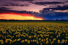 F384 Sunset over Daffodils, Skagit Valley, Washington print