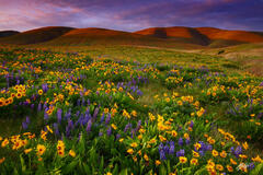 F395 Sunset and Wildflowers, Columbia Hills State Park, Washington print