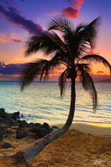 H002Sunset and Palm Tree, Kihei Maui print