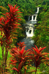 H011 Umauma Falls, Big Island, Hawaii print