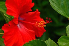 h019 Red Hibiscus Flower, Maui, Hawaii print