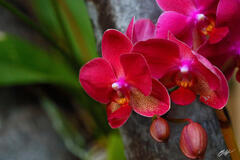 H024 Wild Orchis in Kihei, Maui, Hawaii print