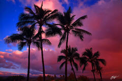 H026 Sunrise and Palm Trees, Big Island, Hawaii print