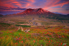 M105 Sunrise Wildflowers and Mt St Helens, Washington print