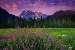 M160 Sunset Wildflowers and Mt Robson, Canada print
