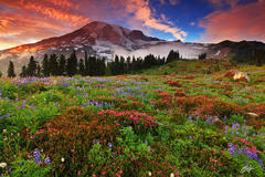 M169 Sunset Wildflowers and Mt Rainier Washington print