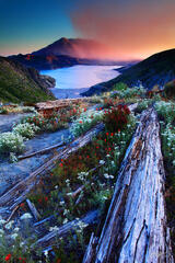 M202 Sunset Wildflowers and Mt St Helens, Washington print