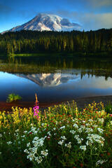 M203 Sunrise Mt Rainier Reflected in Reflection Lakes, Washington print