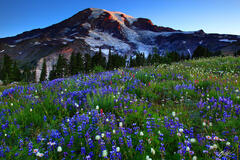M204 Sunrise Wildflowers and Mt Rainier, Washington print