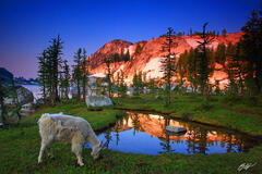M214 Mountain Goat at Sunrise, Enchantments, Washington  print