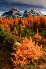 M223 Golden Larch and the Ten Peeks, Banff, Canada print
