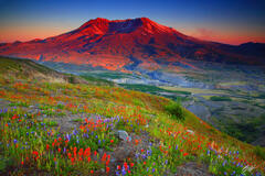 M227 Sunset Wildflowers and Mt St Helens, Washington print