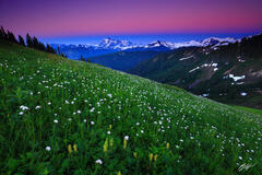M245 Sunset Alpenglow Wildflowers and Mt Shuksan, Washington print