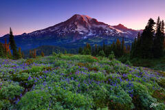 M247 Sunrise Wildflowers and Mt Rainier, Washington  print