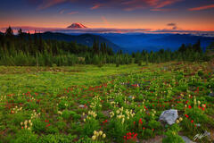 M269 Sunset Wildflowers and Mt Adams, Washington print