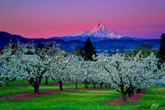 M318 Sunrise Mt Hood and Blooming Fruit Orchards, Oregon print