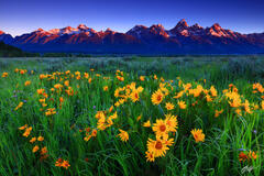 M327 Sunrise Wildflowers and the Grand Tetons, Wyoming print