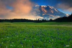 M388 Sunset Wildflowers and Mt Rainier, Washington  print