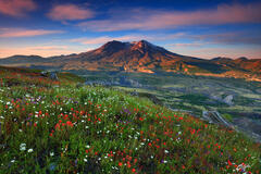M411 Sunrise Wildflowers and Mt St Helens, Washington print
