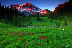 M432 Sunset Wildflowers and Mt Rainier, Washington print