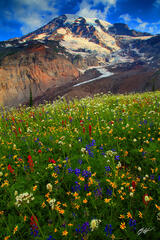 M451 Wildflowers and Mt Rainier, Mt Rainier National Park, Washington  print