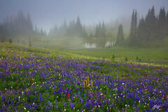 M478 Wildflowers in the Fog, Mt Rainier National Park, Washington print