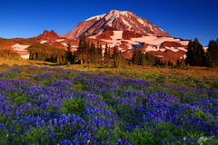 M485 Sunset Wildflowers and Mt Rainier, Washington print