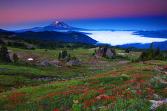 M487 Sunrise Wildflowers and Mt Adams, Washington print