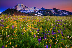P103 Sunset Wildflowers and Mt Baker, Washington print