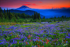 P104 Sunset Wildflowers and Mt Adams, Washington print