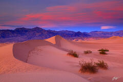 P170 Sunset Mesquite Dunes, Death Valley, California print