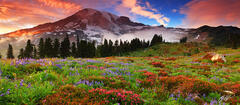 Pano113 Sunset Wildflowers and Mt Rainier, Washington print