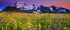 Pano114 Sunset Wildflowers and Mt Baker, Washington print