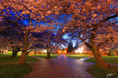U049 Cherry Blossom, University of Washington Quad print
