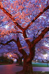 U051 Cherry Blossom, University of Washington Quad print