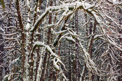P135 Wintery Forest, Wallace Falls, Washington print