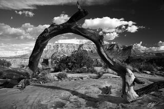 B065 Old Snag and the Grand Canyon, Toroweap, Arizona