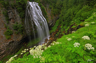 Narada Falls, Mt Rainier National Park, Washington, Wildflowers